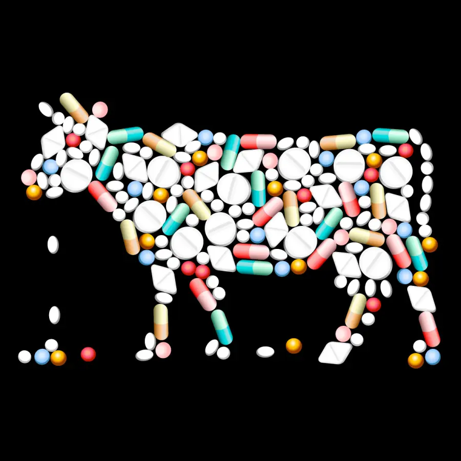 Antibiotici nella carne degli allevamenti