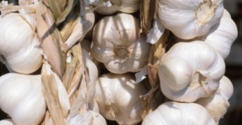 Proprietà dell' aglio: benefici per la salute. Come coltivare l' aglio in casa