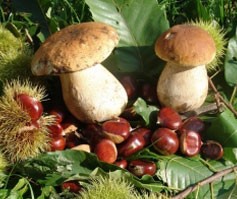 Ricetta castagne lesse e funghi al salmone: piatto da 290 calorie a porzione