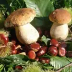 Ricetta castagne lesse e funghi al salmone: piatto da 290 calorie a porzione