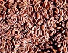 Psillio per dimagrire, pancia gonfia, stitichezza. Semi di psillio e integratore alimentare dimagrante