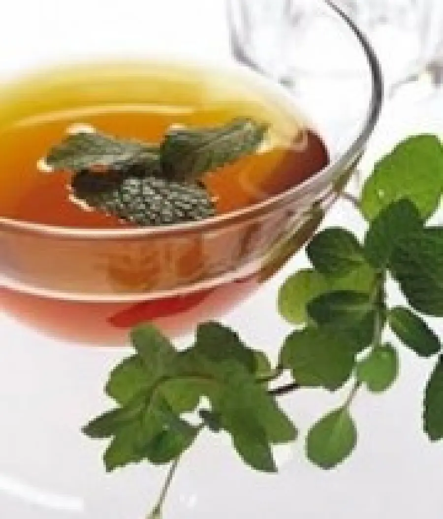 Tisana depurativa-drenante di betulla con la stevia: dolcificante naturaze a zero calorie