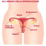 Tumore ovaio nella donna, endometrio e tumore collo dell' utero. Sintomi, diagnosi, cura