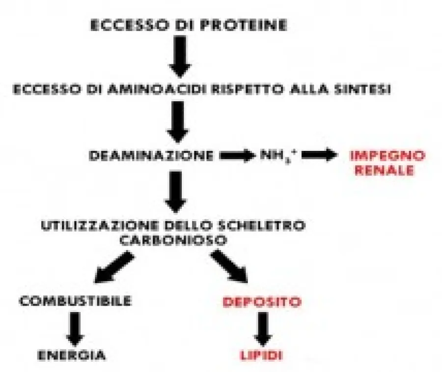 Dieta Dukan: dieta iperproteica. Rischi per la salute: affaticamento di reni e fegato