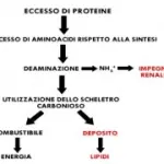 Dieta Dukan: dieta iperproteica. Rischi per la salute: affaticamento di reni e fegato