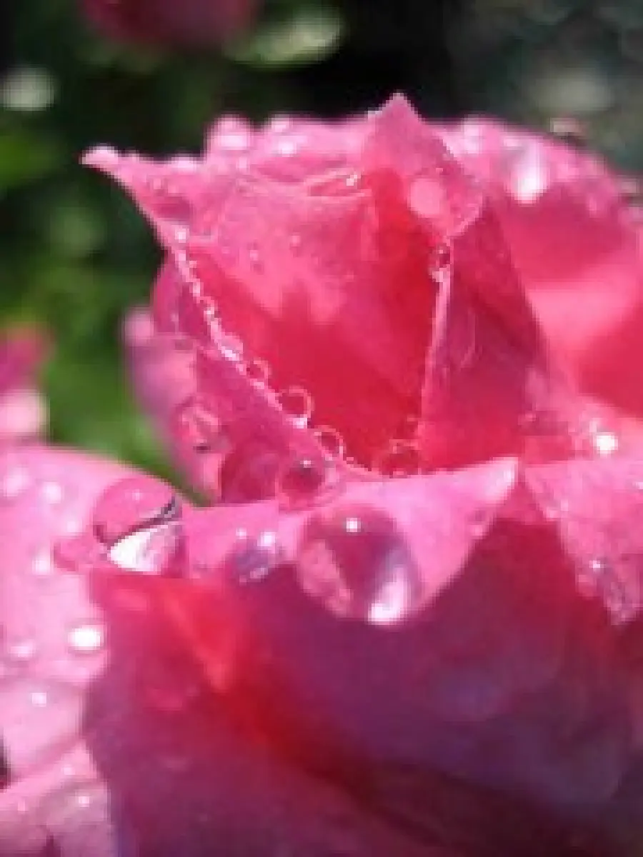 Prodotti cosmetici alla rosa per la pelle secca e per la pelle sensibile: acqua di rose (tonico) e crema viso
