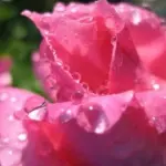 Prodotti cosmetici alla rosa per la pelle secca e per la pelle sensibile: acqua di rose (tonico) e crema viso