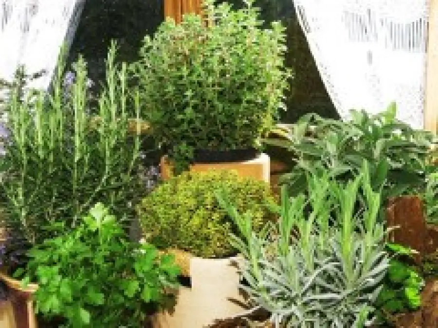 Proprietà e benefici di rosmarino e maggiorana per i dolori muscolari: bagno con rosmarino e maggiorana