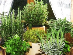 Proprietà e benefici di rosmarino e maggiorana per i dolori muscolari: bagno con rosmarino e maggiorana