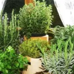 Proprietà e benefici di rosmarino e maggiorana per i dolori muscolari: bagno con rosmarino e maggiorana