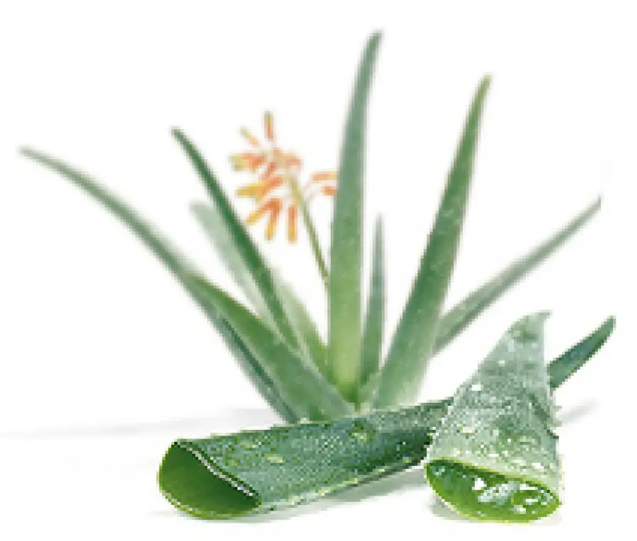 Proprietà Aloe Vera e Calendula per la psoriasi e la dermatite da stress: bagno caldo con aloe e calendula
