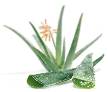 Proprietà Aloe Vera e Calendula per la psoriasi e la dermatite da stress: bagno caldo con aloe e calendula