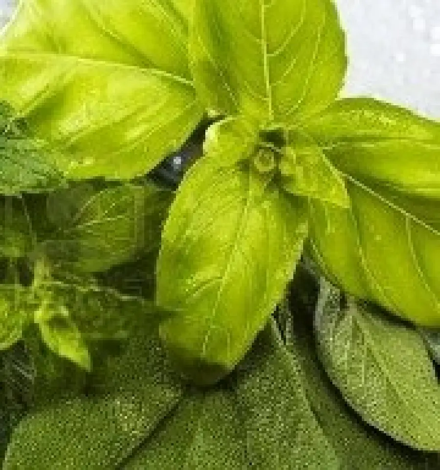 Rimedi naturali contro eritema solare (danni da abbronzatura) e dermatite: bagno con menta e salvia