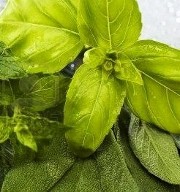 Rimedi naturali contro eritema solare (danni da abbronzatura) e dermatite: bagno con menta e salvia