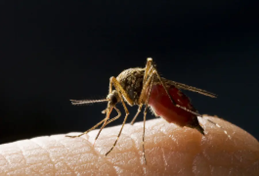 Sintomi e cura malaria: febbre alta, mal di testa, diarrea, dolori muscolari. Viaggi e profilassi antimalarica