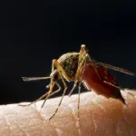 Sintomi e cura malaria: febbre alta, mal di testa, diarrea, dolori muscolari. Viaggi e profilassi antimalarica