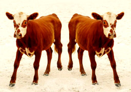 Dopo l' allarme "mucca pazza", ora c'è il rischio della carne clonata - Alimentazione e Dieta Sana