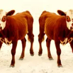 Dopo l' allarme "mucca pazza", ora c'è il rischio della carne clonata - Alimentazione e Dieta Sana