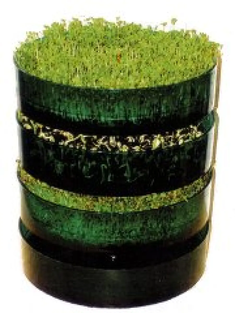 Coltivare i germogli a casa col fai-da-te: germogli di soia, di legumi, di cereali, germogli di erbe di campo