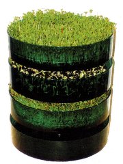 Coltivare i germogli a casa col fai-da-te: germogli di soia, di legumi, di cereali, germogli di erbe di campo