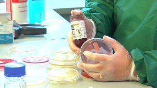 Germania: epidemia da Escherichia Coli in frutta e verdura. I sintomi intestinali. In Italia nessun caso