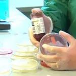 Germania: epidemia da Escherichia Coli in frutta e verdura. I sintomi intestinali. In Italia nessun caso