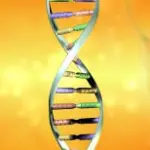 La ricerca Telethon sulle cellule staminali: la proteina Wnt. Cellule staminali e cura di Alzheimer e Parkinson