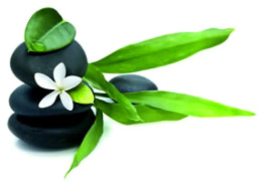 Rimedi naturali: ginkgo biloba per la memoria, tisana di tiglio contro insonnia e stress, menta per la digestione