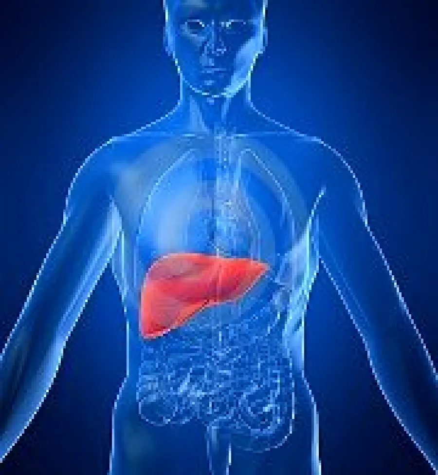 Alimentazione e salute del fegato: evitare le malattie del fegato con una dieta equilibrata e un' alimentazione sana