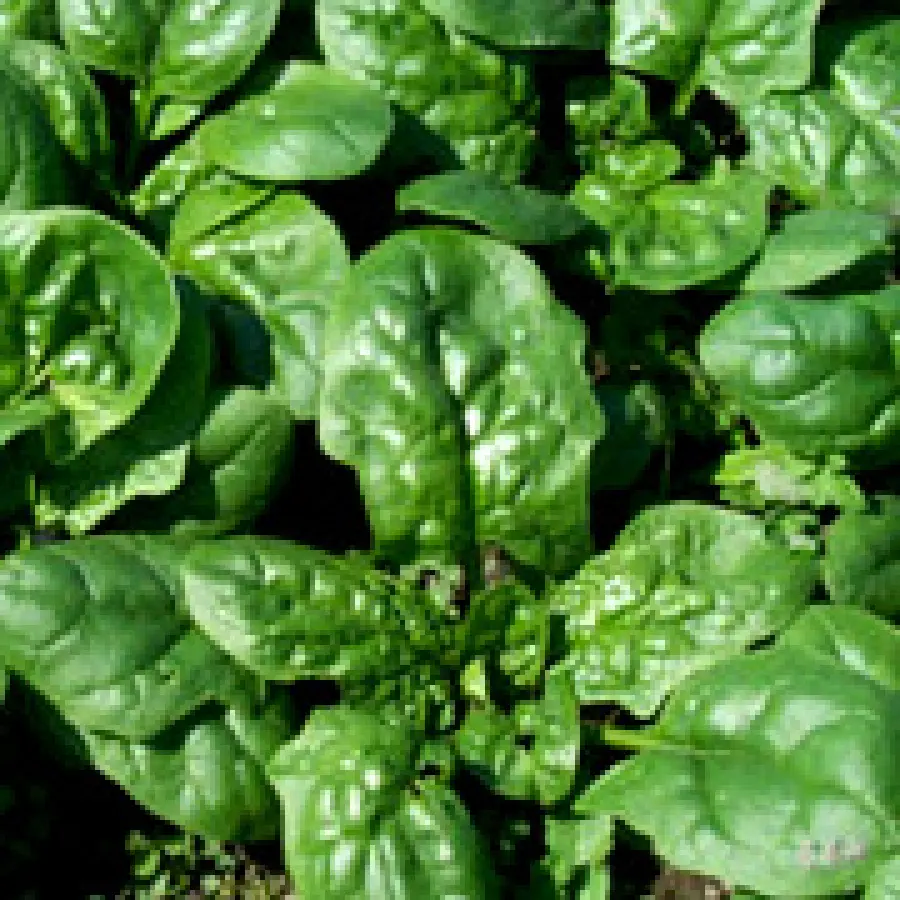 Dieta degli Spinaci: dieta per dimagrire da 1300 calorie ricca di ferro contro l' anemia. Menù Settimanale Dieta