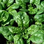 Dieta degli Spinaci: dieta per dimagrire da 1300 calorie ricca di ferro contro l' anemia. Menù Settimanale Dieta