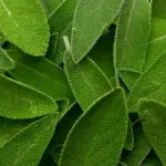 Benefici della Salvia: proprietà digestiva e calmante. Controindicazioni della salvia nell' alimentazione