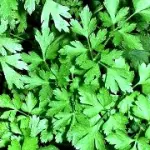 Benefici del Prezzemolo e proprietà per la salute: vitamina C, calcio, potassio, betacarotene