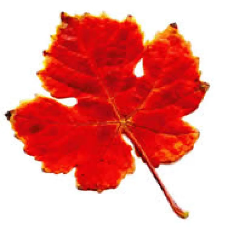 Rimedi naturali contro cellulite, ritenzione idrica e cattiva circolazione delle gambe: tisana di foglie di vite rossa