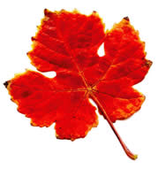 Rimedi naturali contro cellulite, ritenzione idrica e cattiva circolazione delle gambe: tisana di foglie di vite rossa