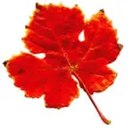 Rimedi naturali contro cellulite, ritenzione idrica e cattiva circolazione delle gambe: tisana di foglie di vite rossa