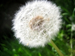 Allergia al Polline: allergia a graminacee, betulla, pioppo, parietaria. Sintomi e cura allergia ai pollini (i Test medici)