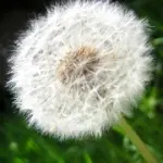 Allergia al Polline: allergia a graminacee, betulla, pioppo, parietaria. Sintomi e cura allergia ai pollini (i Test medici)