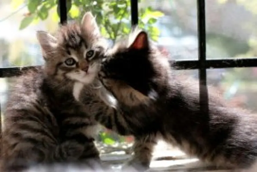 Allergia al gatto: non dipende dal pelo del gatto ma dalla proteina Fel D1. Il gatto siberiano provoca meno allergie