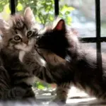 Allergia al gatto: non dipende dal pelo del gatto ma dalla proteina Fel D1. Il gatto siberiano provoca meno allergie