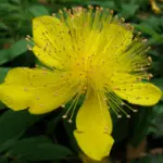 Fitoterapia e depressione: le proprietà dell' Iperico come antidepressivo naturale 