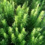 Il rosmarino e le proprietà terapeutiche: un rimedio naturale antistress e un' ottima tisana per il fegato