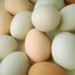 Intolleranza alimentare alle uova: le ricette delle salse senza uova per condire carne e pesce