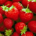 Ricette dietetiche dolci e dessert: fragole e yogurt per la ricetta di un dessert estivo facile e veloce