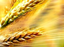 Celiachia: sintomi e test. Cura della celiachia: alimenti per celiaci e dieta senza glutine