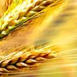 Celiachia: sintomi e test. Cura della celiachia: alimenti per celiaci e dieta senza glutine