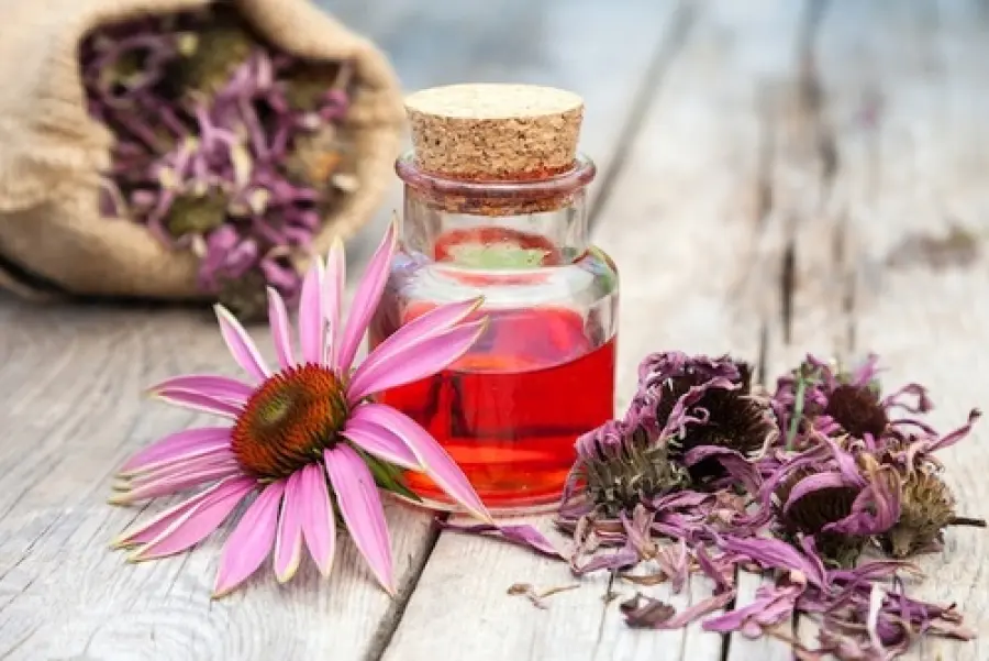 Echinacea: cura naturale per l' influenza