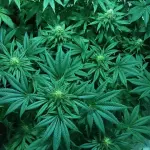 Droghe leggere: quando la marijuana è un toccasana per la salute