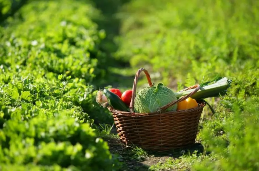 Una ricerca svela come tutelare salute e benessere con l'alimentazione