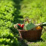 Una ricerca svela come tutelare salute e benessere con l'alimentazione